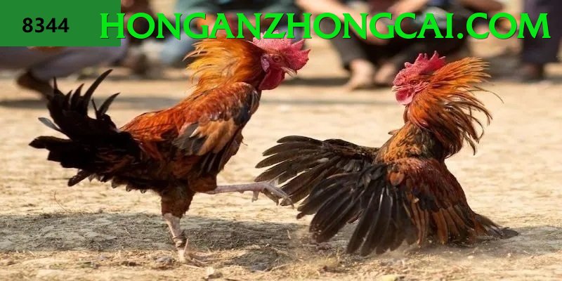 Đá Gà Trực Tiếp - Trải nghiệm tuyệt vời